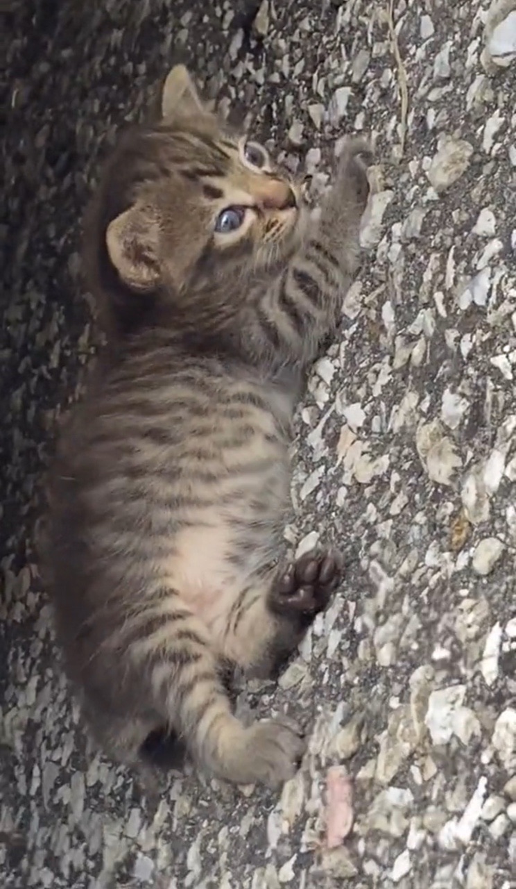 Kitten looking clueless under a car