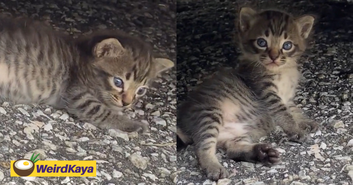 Kitten weirded out & glares at m'sian chanting 'alolo' to it, amuses netizens | weirdkaya