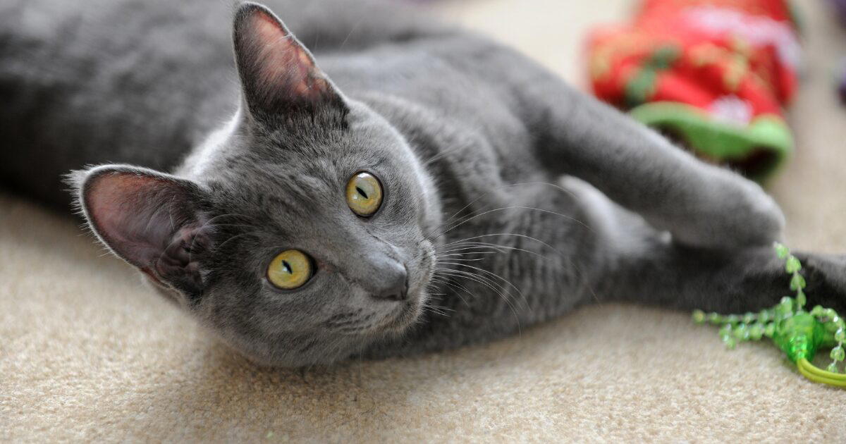 Korat (Si-Sawat cat)