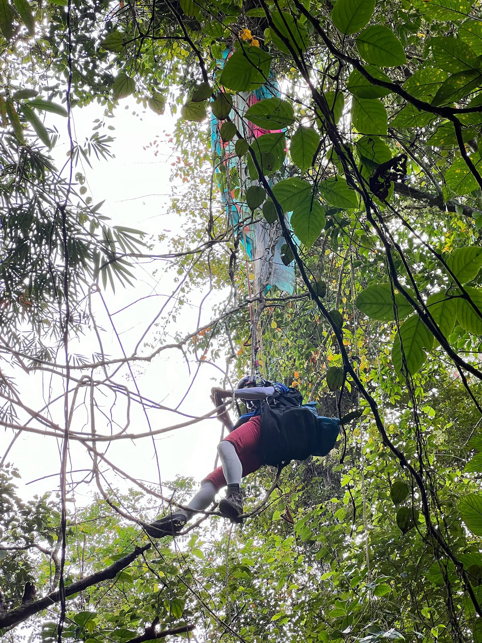 Korean man cha woo-sung stuck on 50m-tall tree in sabah