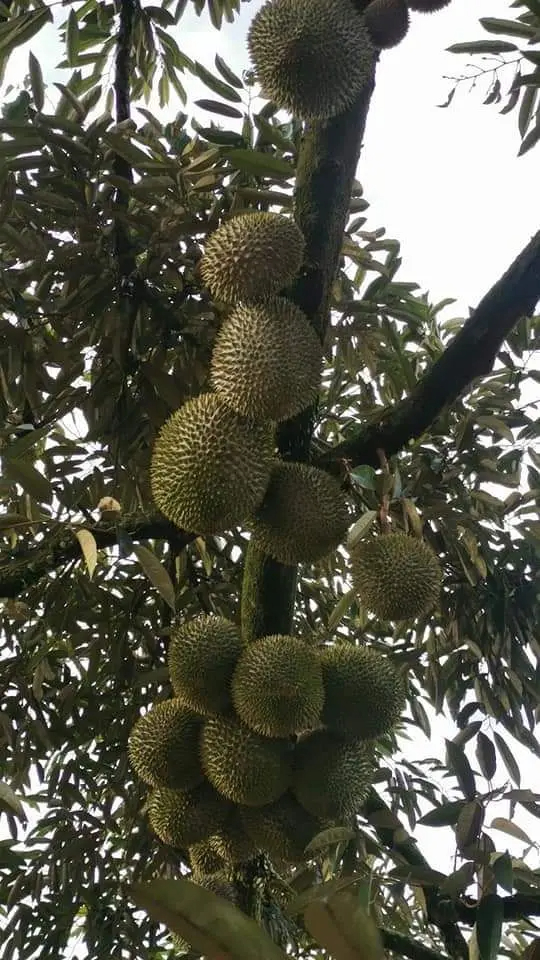 A stroll through jelena's durian wonderland | weirdkaya