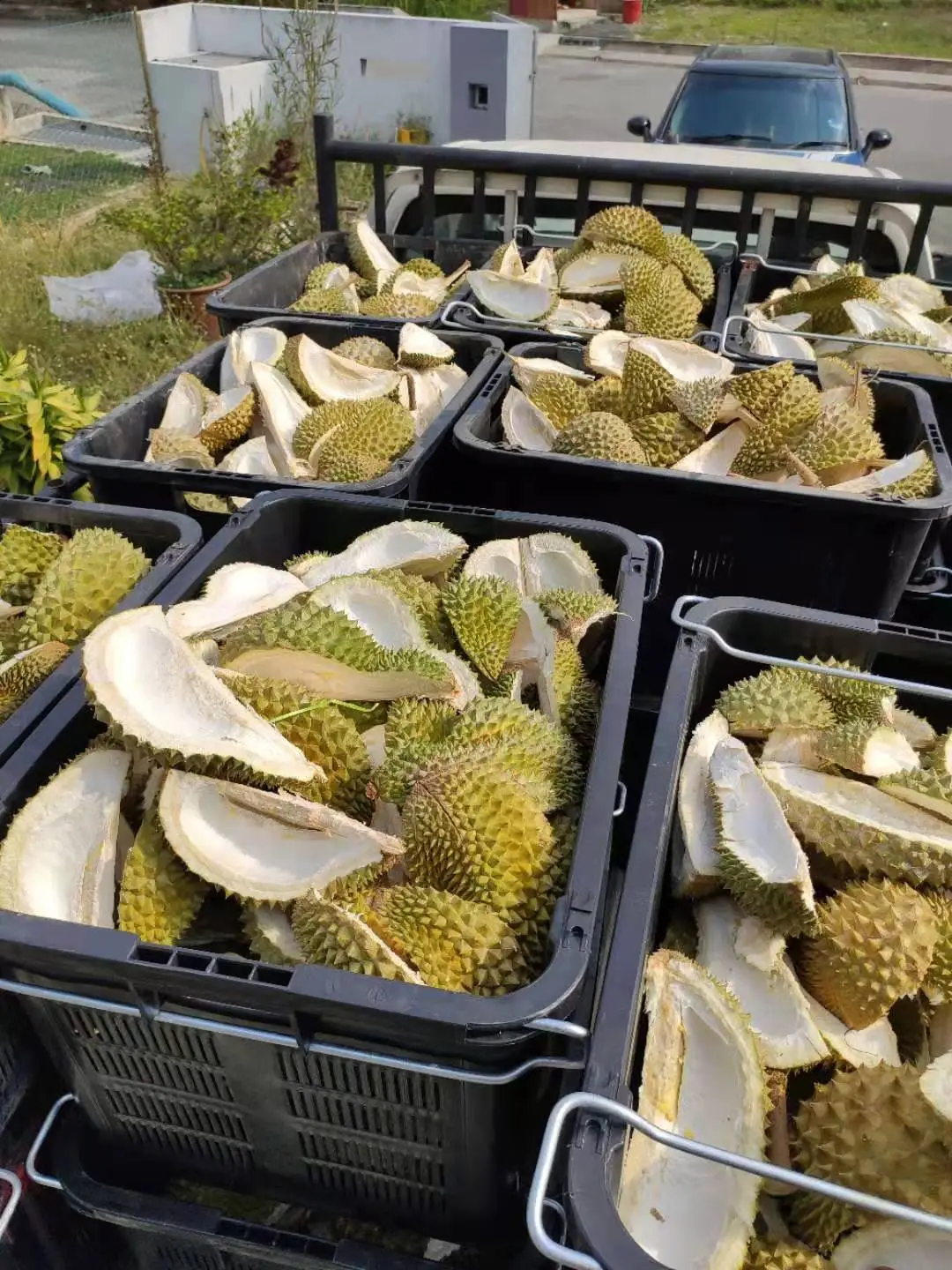 A stroll through jelena's durian wonderland | weirdkaya