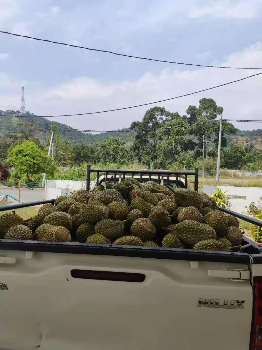 A stroll through jelena's durian wonderland | weirdkaya