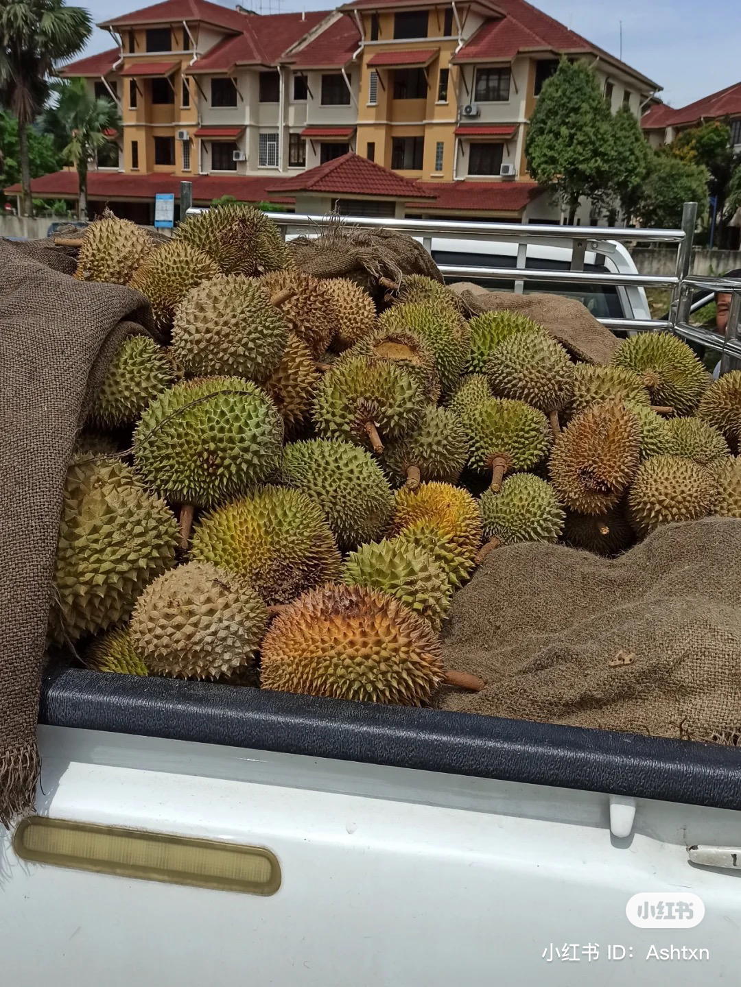 19yo durian seller sends the internet drooling with shirtless photo