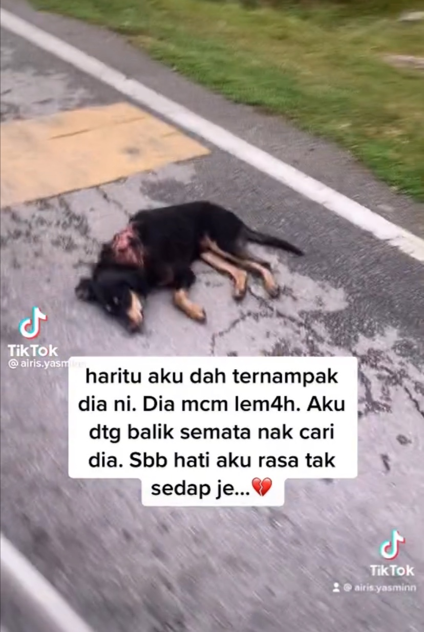 M'sian girl comes to the aid of injured dog lying by the roadside