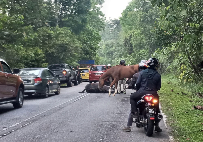 Horse gets hit by ford ranger in selayang and dies on the spot | weirdkaya