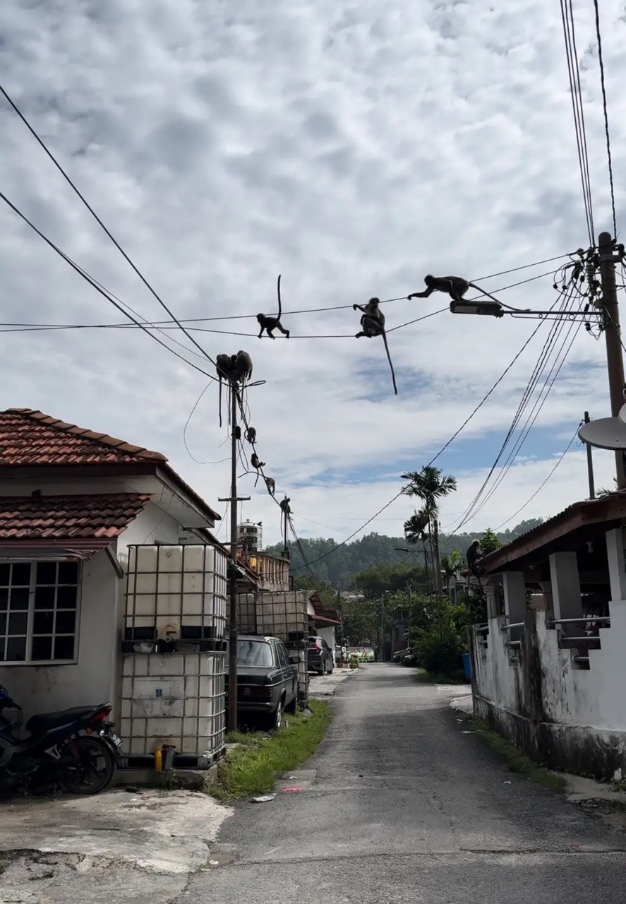 Monkeys on the cable waiting to poop on a msian man's head