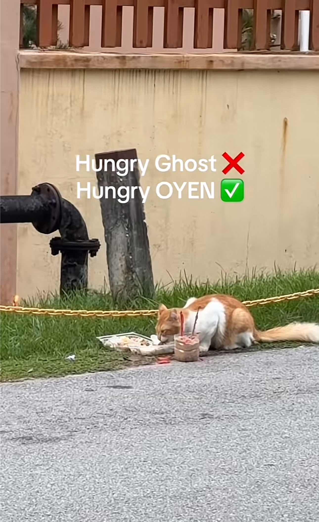 Cat seen eating food for hungry ghost festival