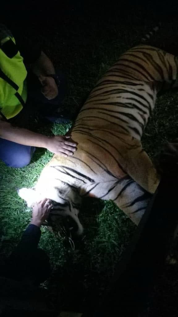 Endangered malayan tiger killed after it was hit by trailer along north-south expressway | weirdkaya