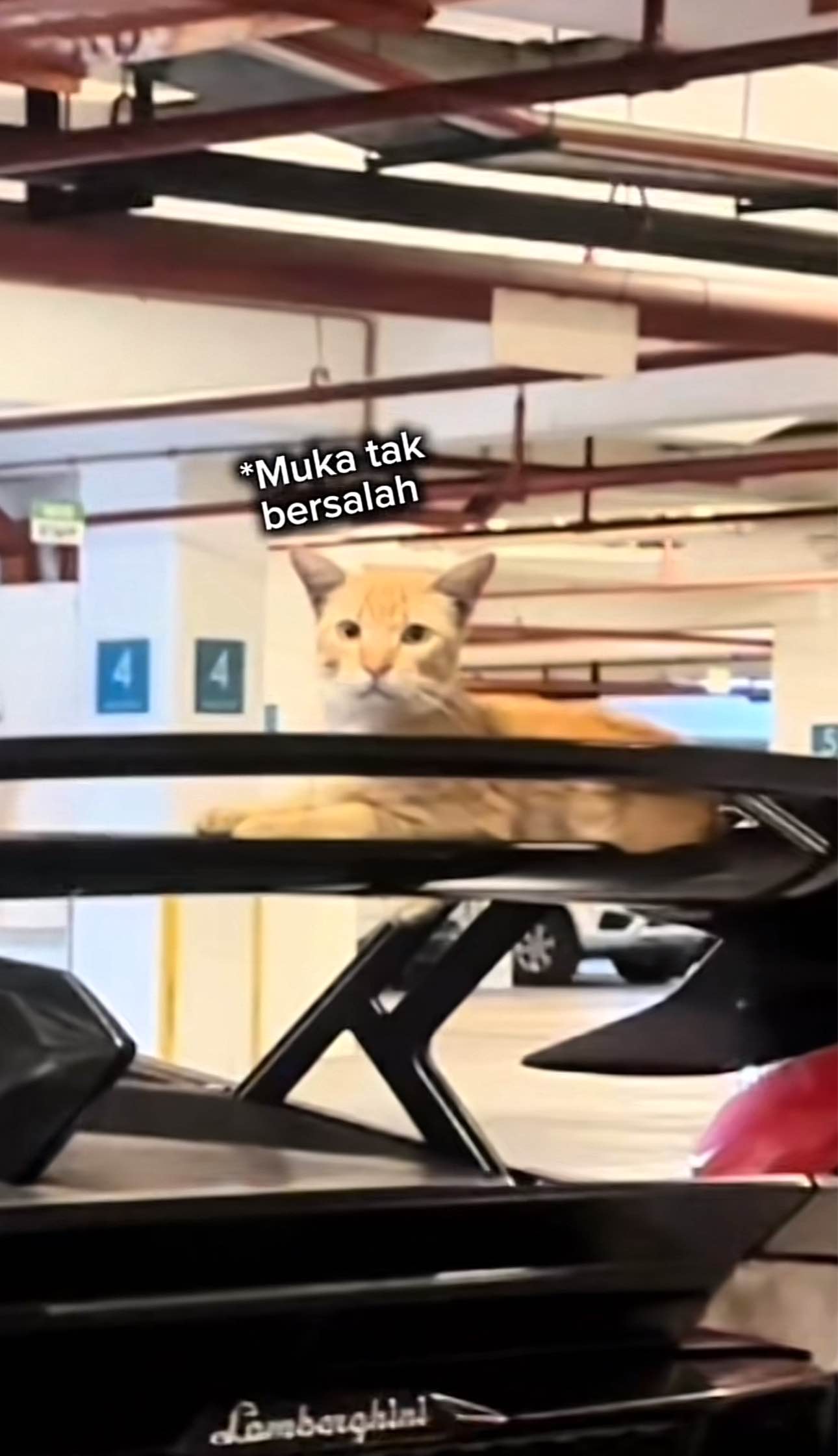 Cat lounging on top of a lamborghini