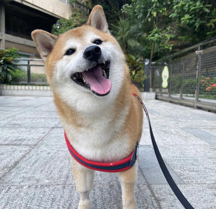 Netizens in mourning after cheems the shiba inu passes away at the age of 12