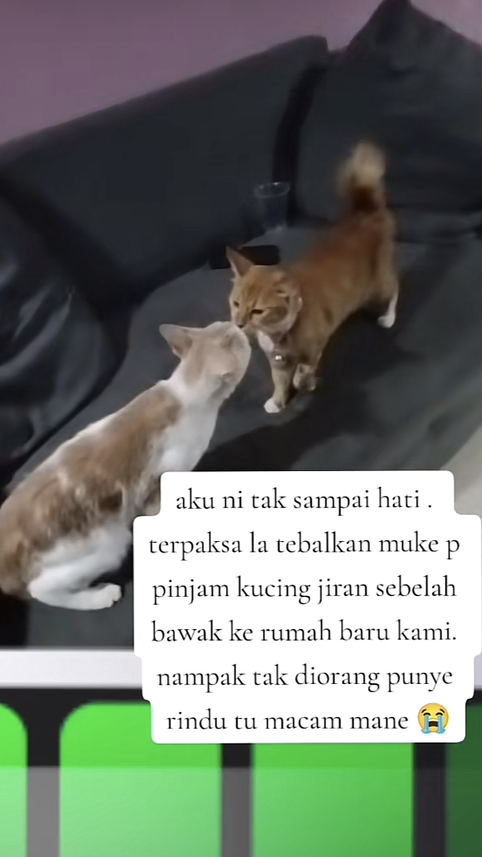 Oyen loses appetite over missing its ‘bf’ after moving house, netizens saddened by their ldr | weirdkaya