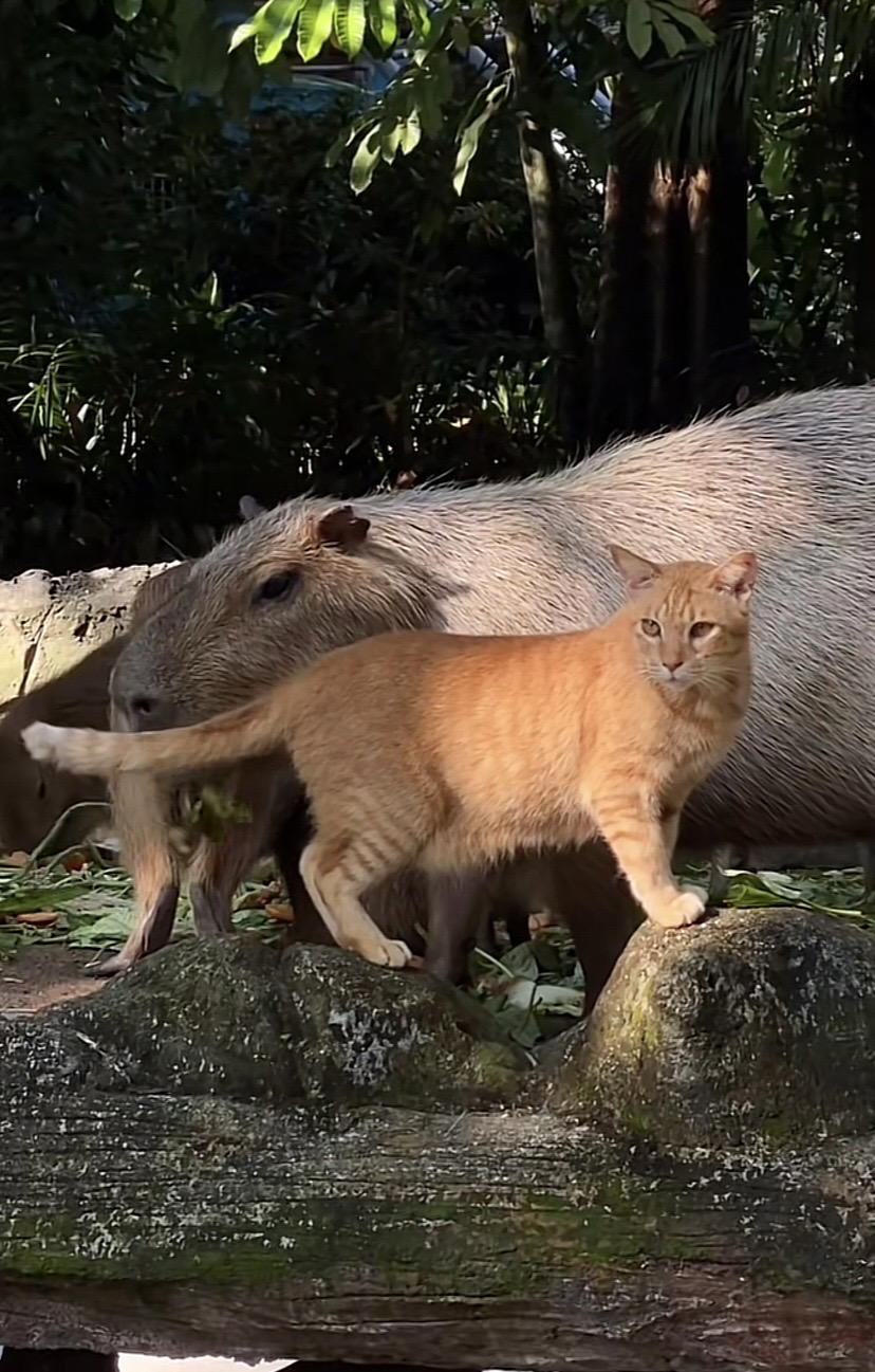 Zoo negara suffers flash floods, smart oyen finds safety amid rushing waters | weirdkaya