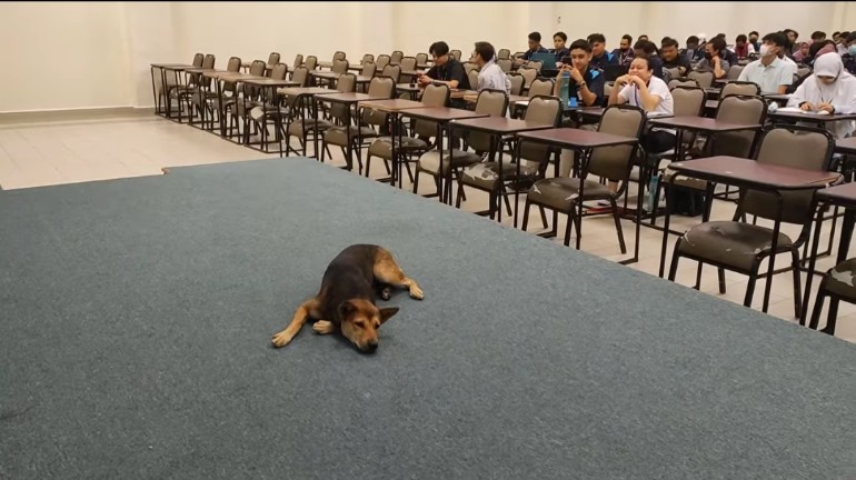 Stray dog crashes two-hour lecture at um sabah, stays for the entire class
