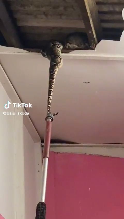 Jpam officer tries to pull python off ceiling