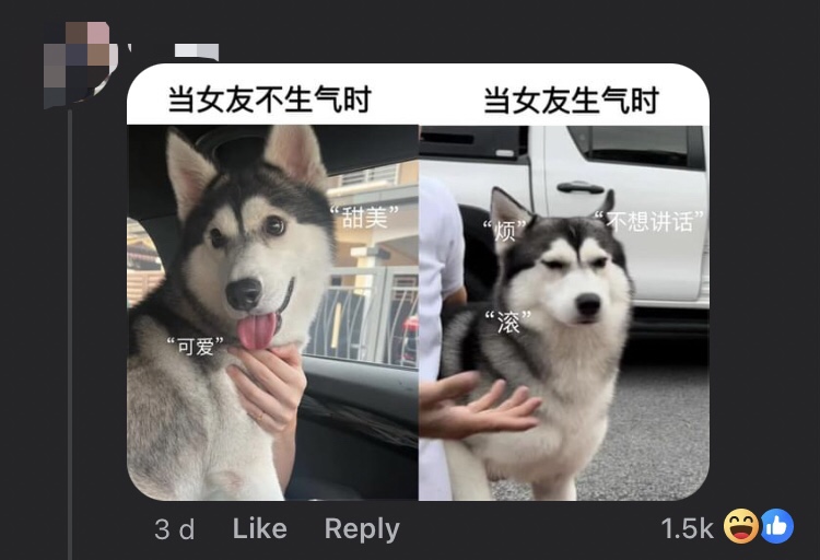 M'sian woman reunites lost husky with owner but it doesn't look too thrilled comment 2