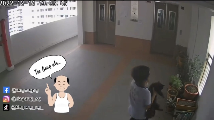 S'porean boy flings cat off 22nd floor, enraged netizens demand justice