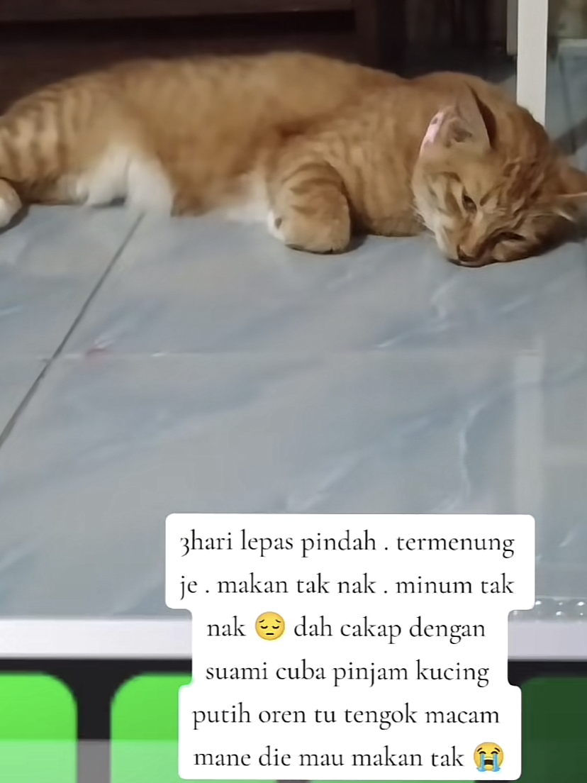 Oyen loses appetite over missing its ‘bf’ after moving house, netizens saddened by their ldr | weirdkaya