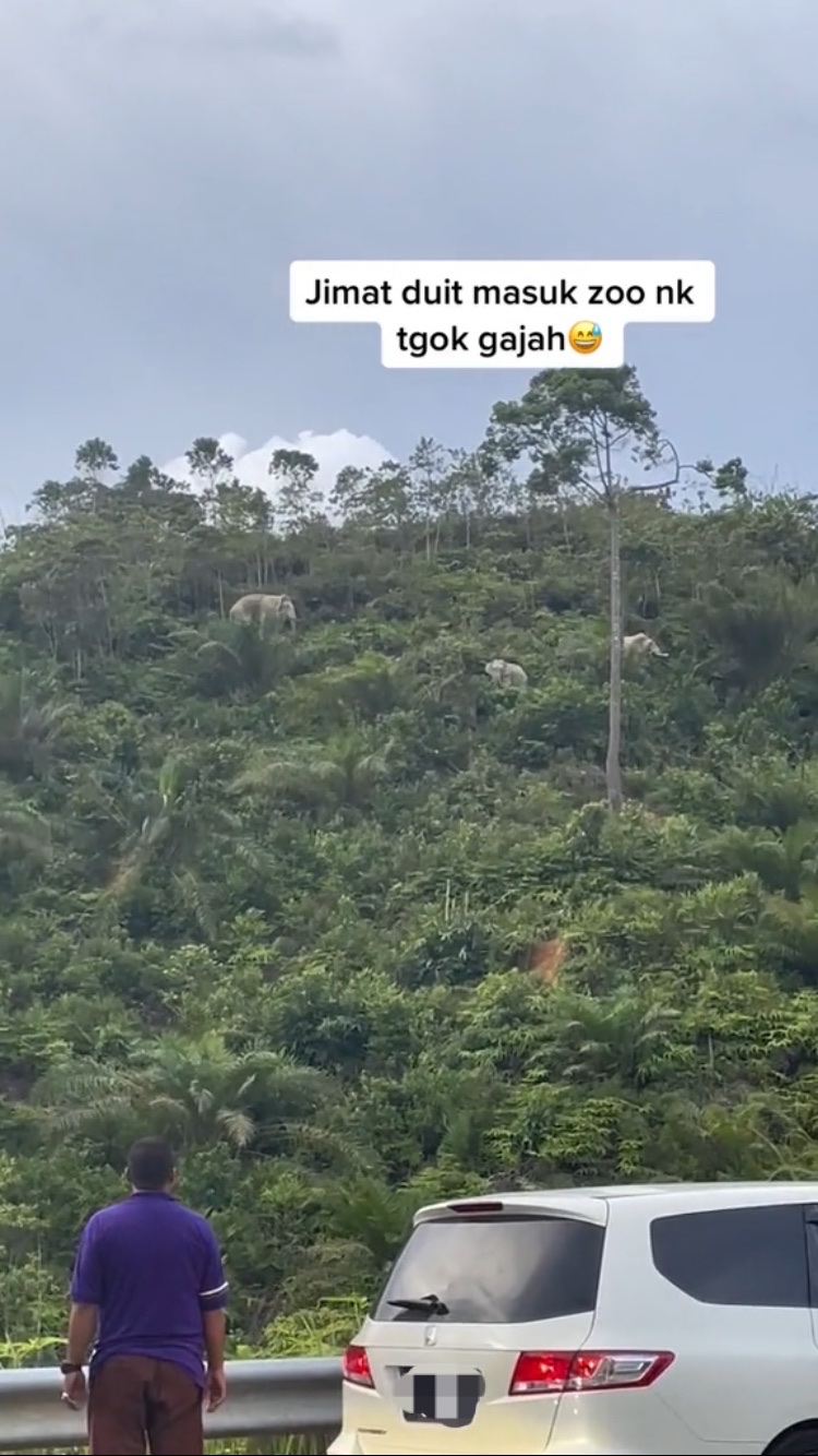 Elephants running up to higher ground