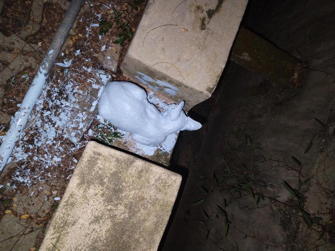 Kitten drenched in white paint struggles to breathe, ngo offers rm3k for info on abuser | weirdkaya