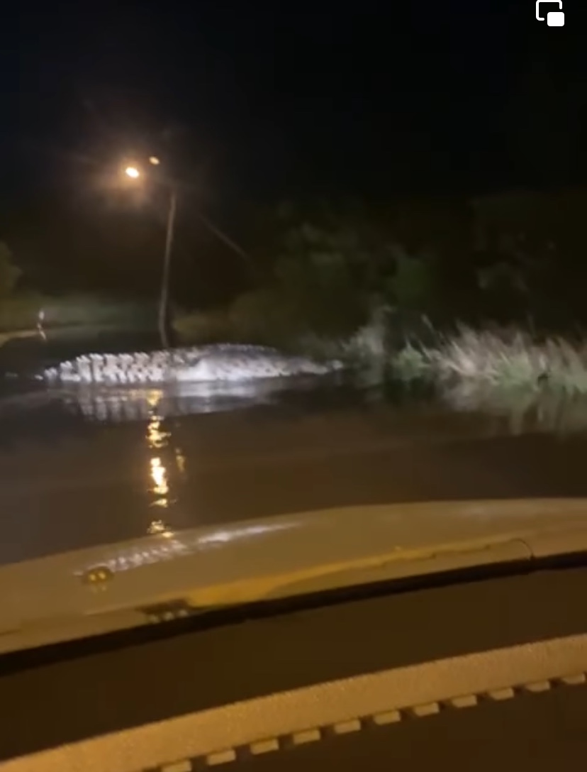 Gigantic crocodile spotted swimming on flooded road in kuantan