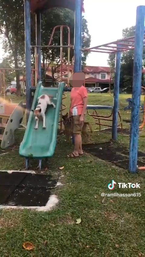 M'sian woman scolded for letting dogs play the slide, draws mixed reactions from netizens