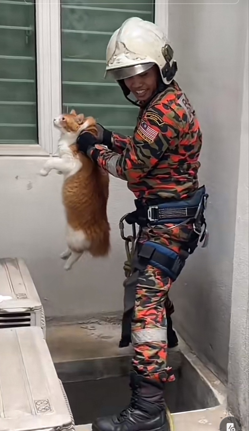 Naughty oyen rescued by abang bomba after getting trapped at window ledge | weirdkaya