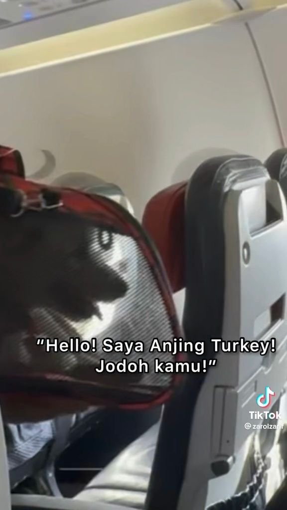 Pet dog becomes mak som's flight companion