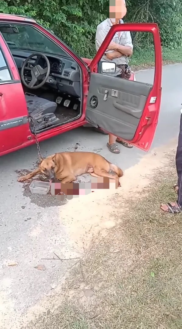 Dog found chained and dragged on the road in port dickson, later dies of its injuries | weirdkaya
