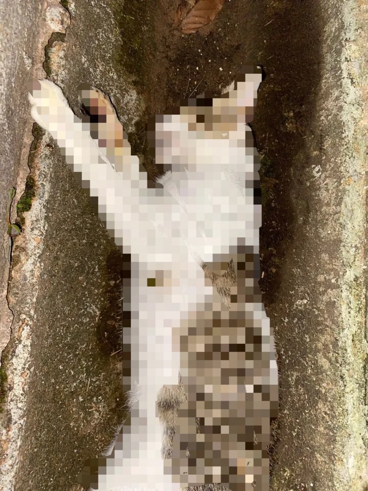 Another dead cat found in uum