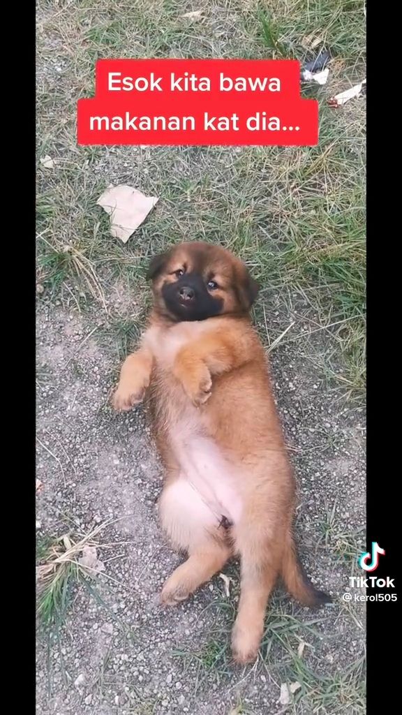 Chubby puppy stuck in car tyre rim wins netizens over with it's adorableness