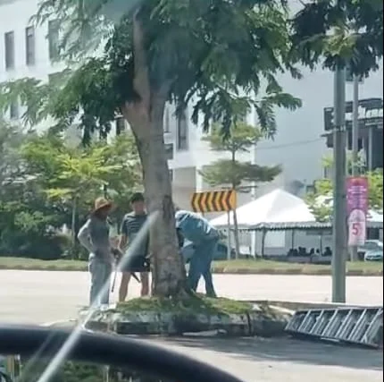 Liau hai keong cutting down 50yo tree