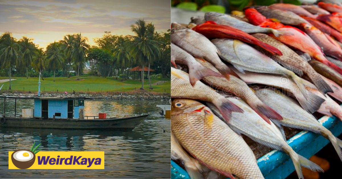 Fish prices soar after 70% less fish spotted in m'sian waters | weirdkaya