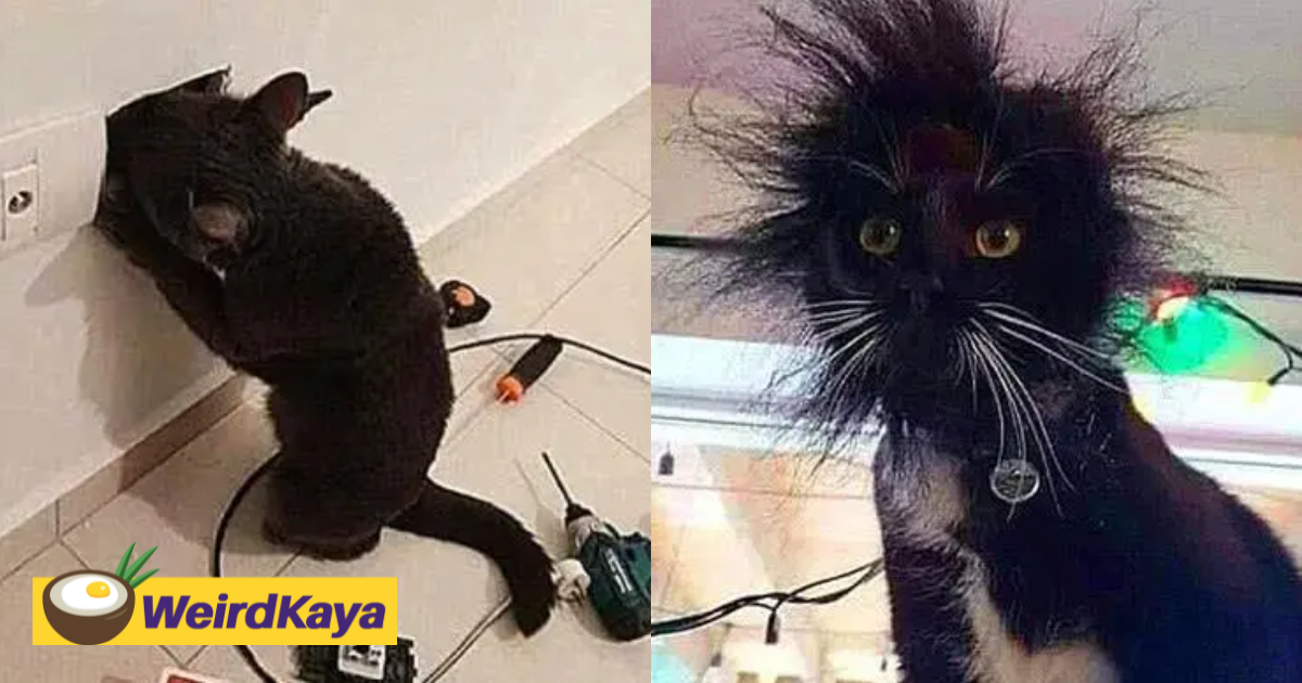 Cat gets shocking new hairstyle after being electrocuted by exposed wires | weirdkaya