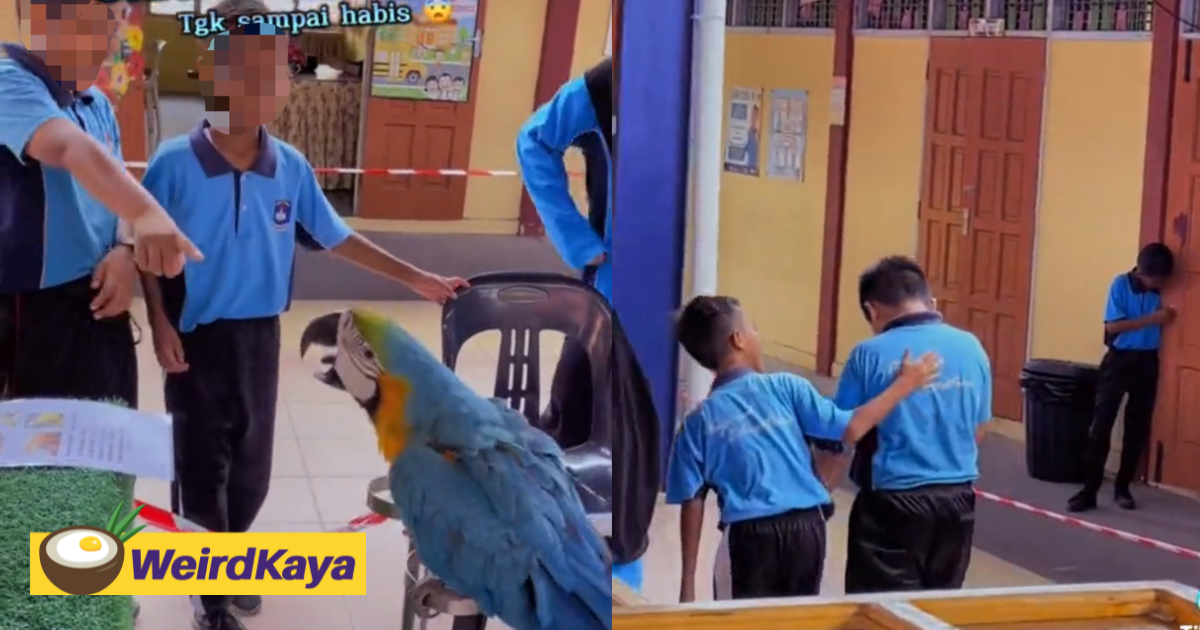 M'sian schoolboy tries to be cheeky with parrot, cries after he gets pecked | weirdkaya