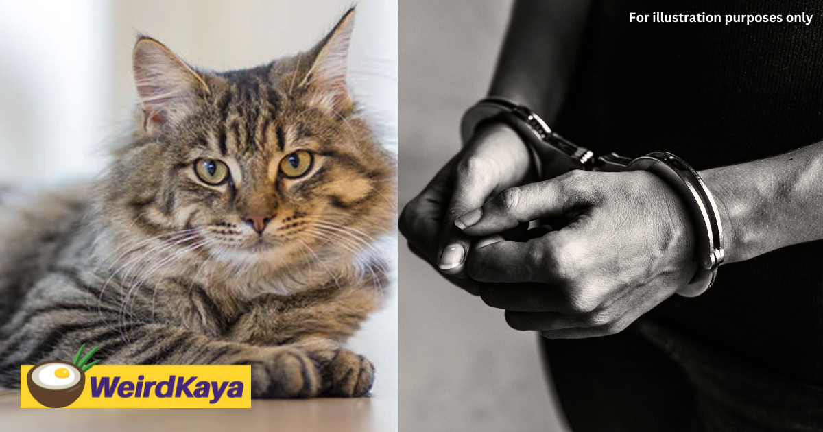 Man in petaling jaya arrested for killing 3 cats by tossing them out from apartment's 15th floor | weirdkaya