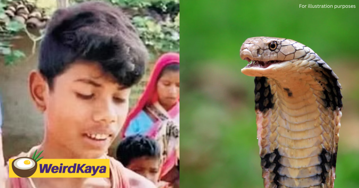 8yo indian boy gets bitten by cobra, bites back twice, killing it | weirdkaya