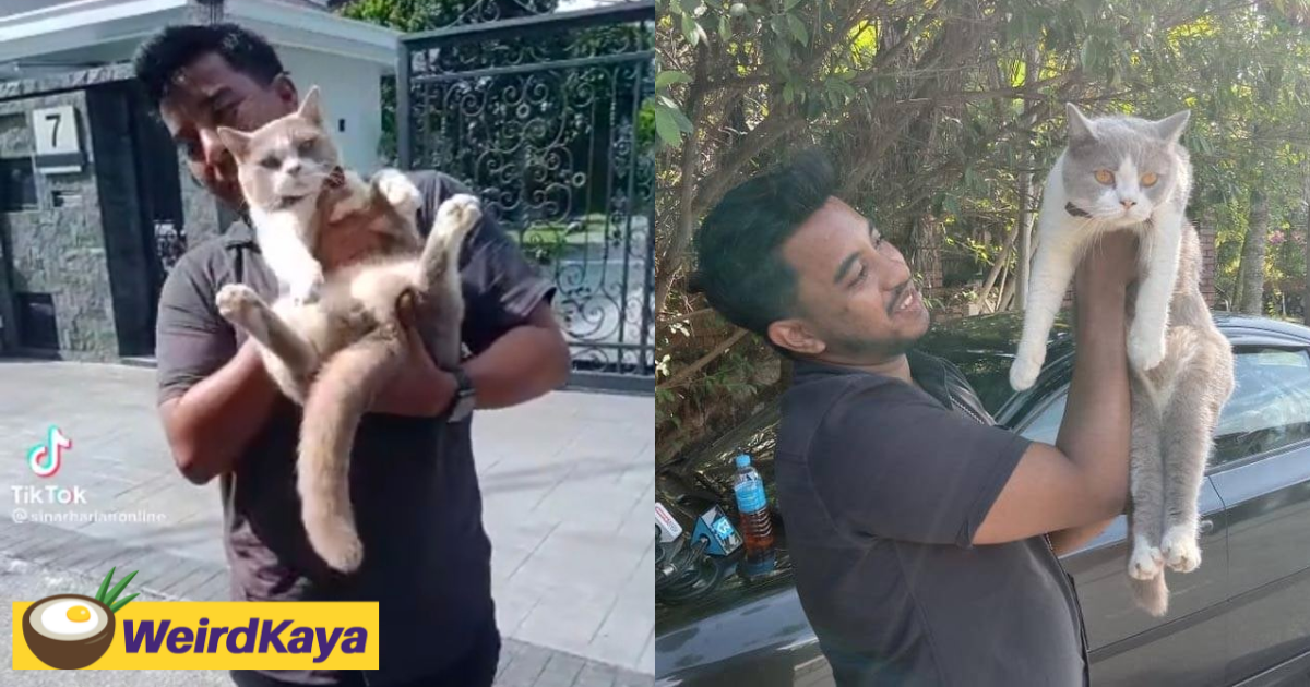 Anwar ibrahim's cat named billy warms the hearts of reporters & netizens | weirdkaya