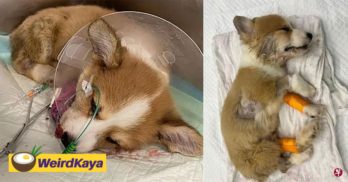 S'porean woman pays rm21k for 2 corgi pups, both die within a week | weirdkaya