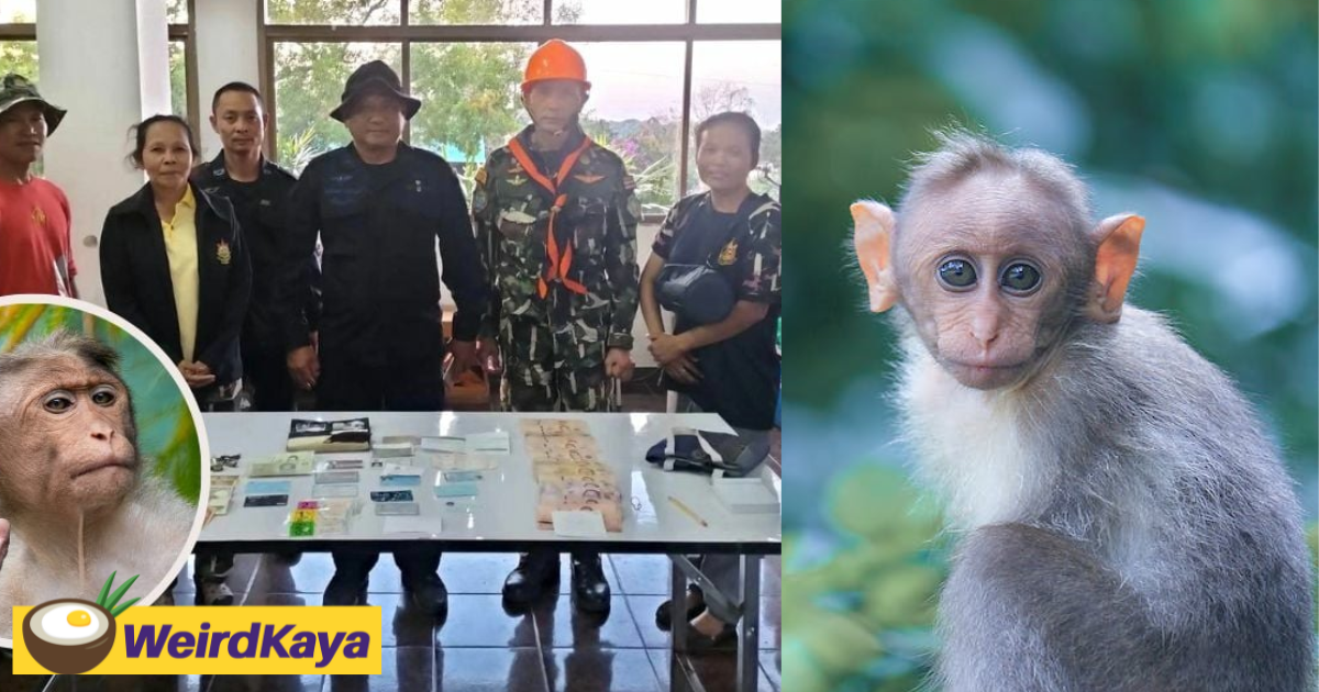 Monkey steals handbag containing rm6,381 from thai woman & hurls it off a cliff | weirdkaya