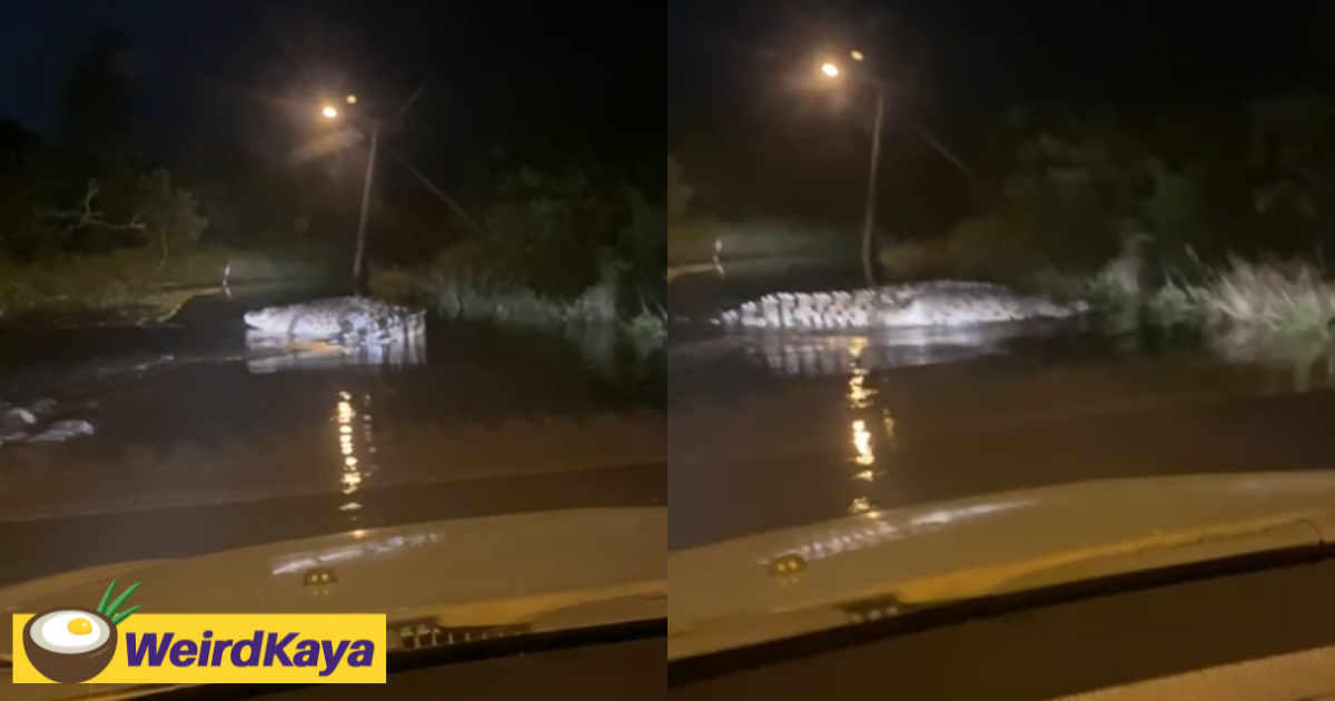 Gigantic crocodile spotted swimming on flooded road in kuantan | weirdkaya