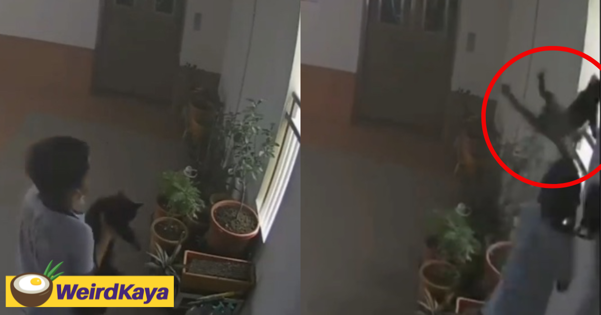 S'porean boy flings cat off 22nd floor, enraged netizens demand justice | weirdkaya