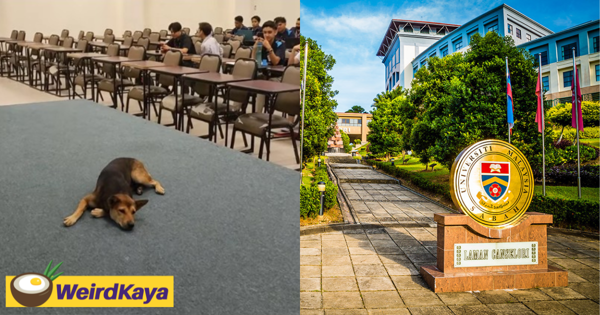 Stray dog crashes 2-hour lecture at ums, stays for the entire class | weirdkaya