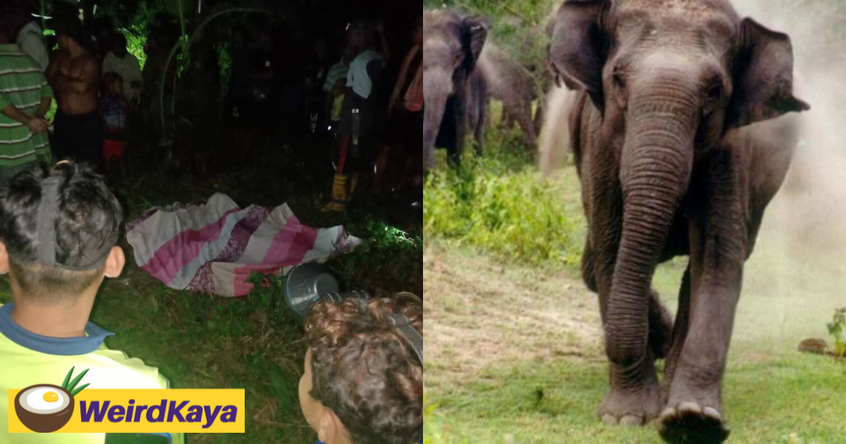 Orang asli mum of 7 dies after being trampled by wild elephant | weirdkaya