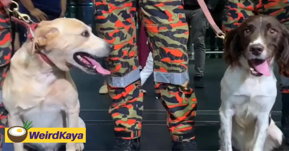 Batang Kali Landslide Rescue K9 Dogs Denti & Frankie Will Join Turkey Earthquake SAR Mission
