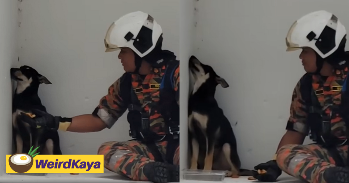 M'sian fireman tries to sweet-talk dog throwing a tantrum at window ledge | weirdkaya