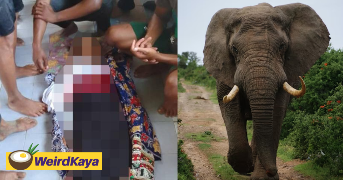 15yo orang asli teen trampled to death by elephant at durian orchard in pahang | weirdkaya