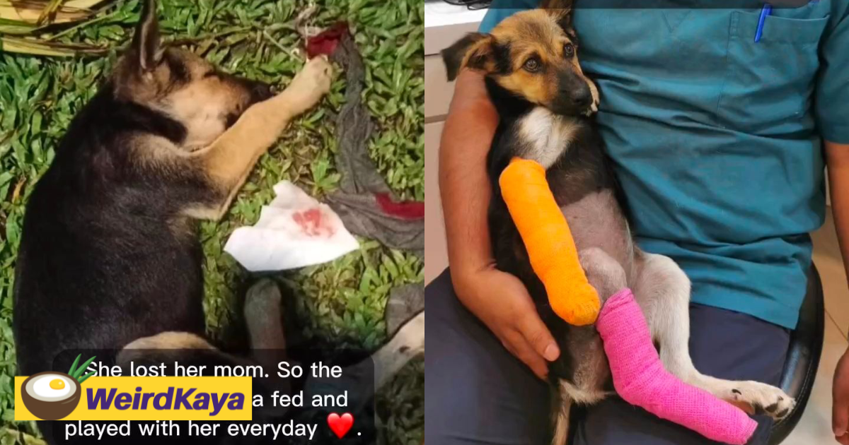 M’sian man hits puppy over 10 times with stick, threatens to hit those who intervene | weirdkaya