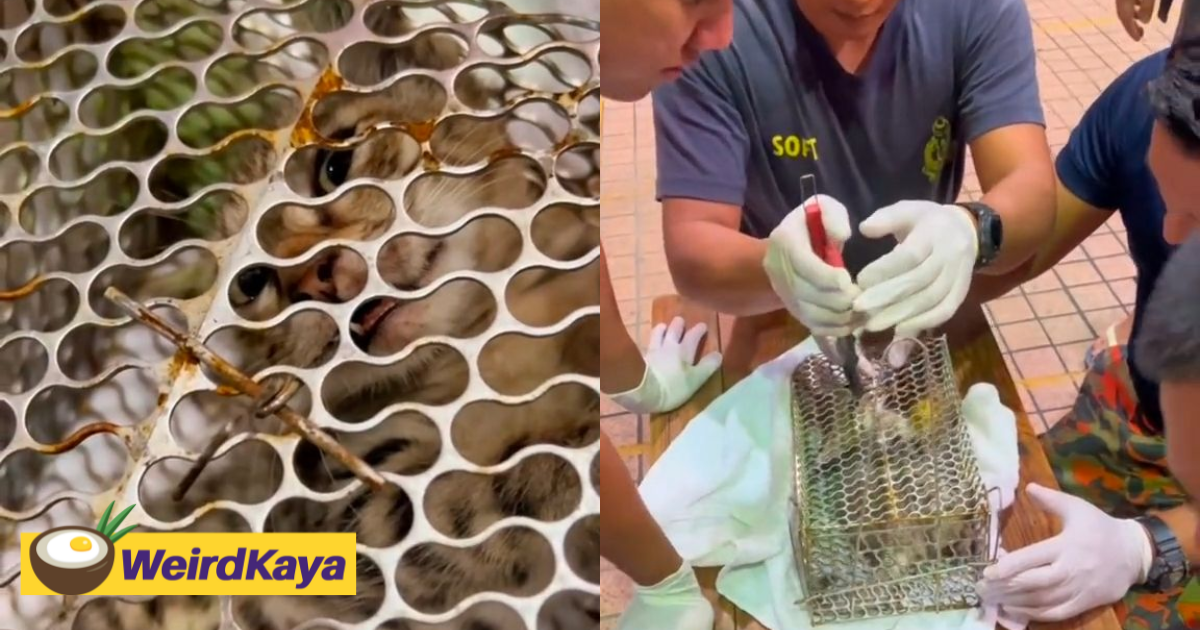 M'sian firefighters free tiny kitten caught in rat trap & remove metal hook from its mouth | weirdkaya