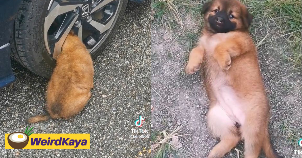 Chubby puppy rescued after it got stuck in sport rim, wins netizens' heart with its cuteness | weirdkaya